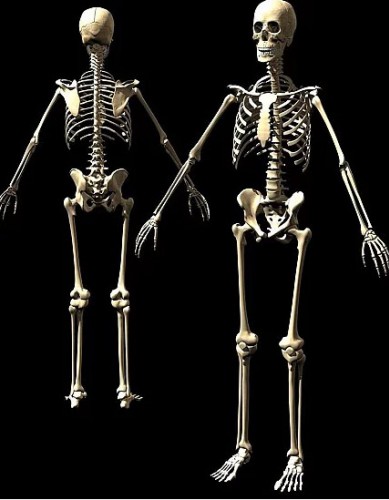 Yetişkinlerin vücudunda bebeklerinkinden daha az sayıda kemik bulunur. İnsan yaşamına 300 kemik ile başlar, ancak büyüdükçe birbirine kaynayan ve birleşen kemikler neticesinde ömrümüzü 206 kemik ile tamamlarız.