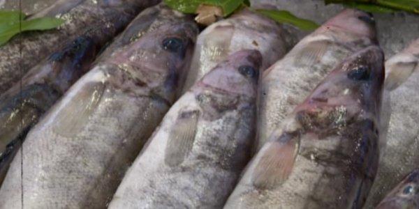 İsti havalarda balıq alarkən diqqətli olun! - VİDEO