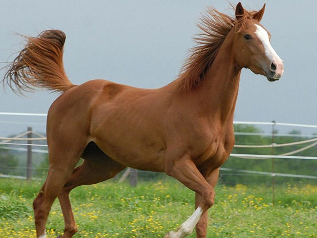 Qarabağ atını II Yelizavetaya kim hədiyyə etmişdi?