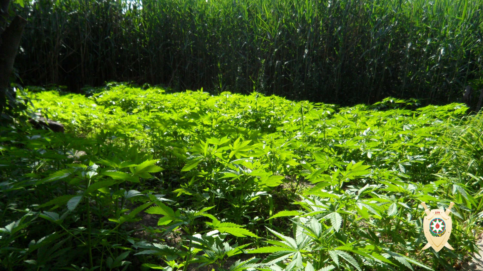 Meşədə narkotik əkən dəstə üzvləri saxlanıldı - FOTO