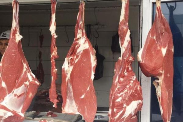Ölkəyə ətinin kilosu 1000 dollara satılan inək gətirilir: bahalı pivə içir, masaj olunur