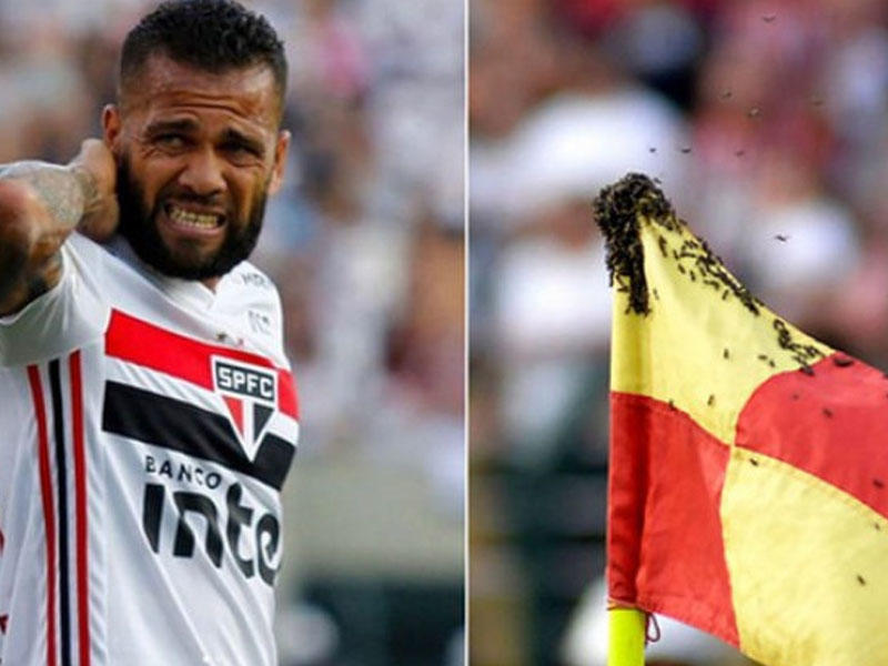 Arılar futbolçulara hücum etdi, oyun dayandırıldı - VİDEO