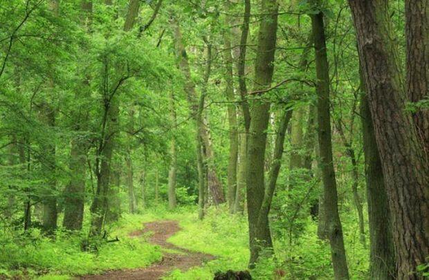 Zəngilanda 1500 hektar Tuqay meşələri məhv edilib
