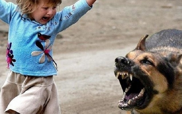 Goranboyda azyaşlı uşağı it dişlədi