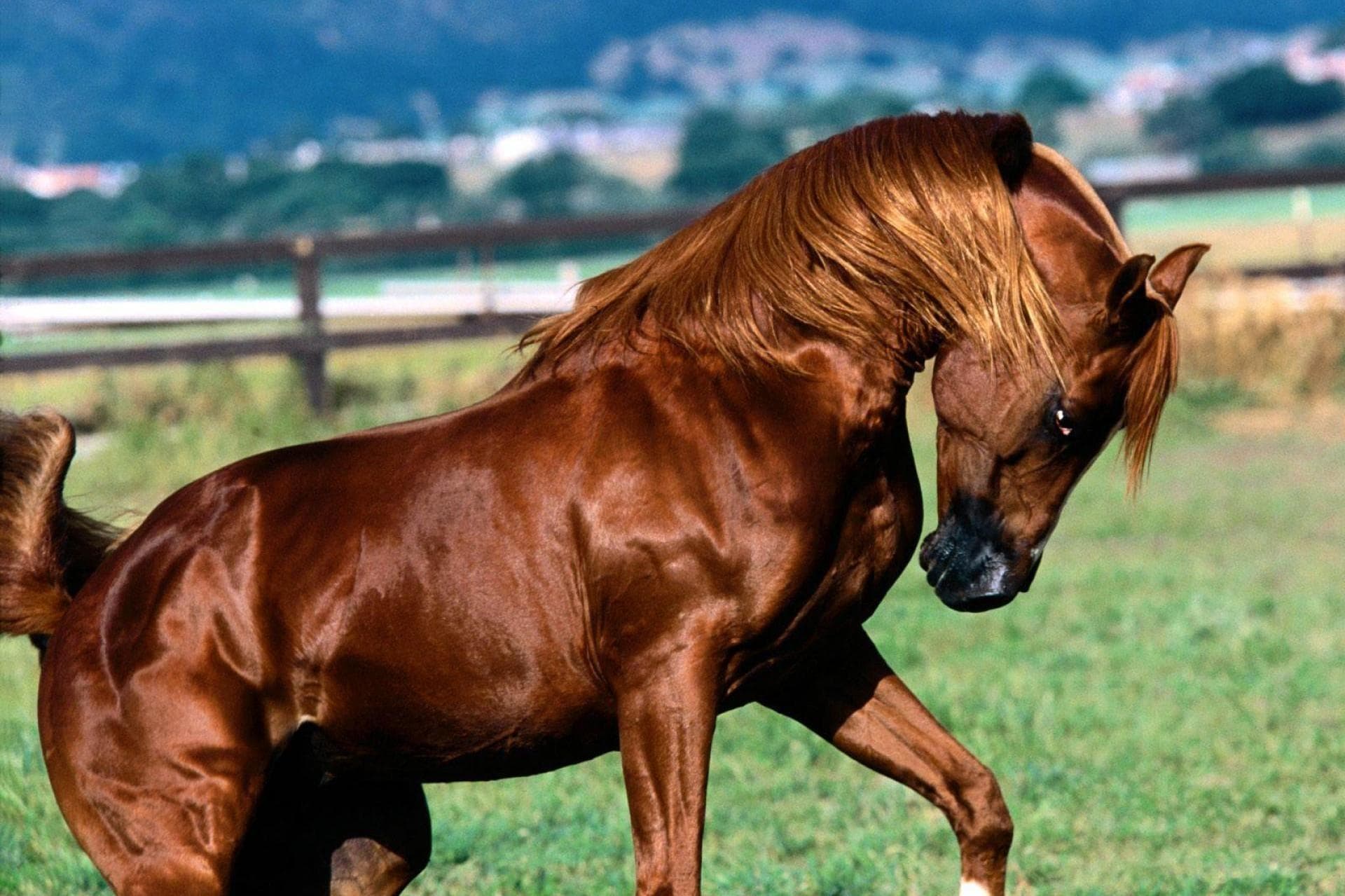 Azərbaycanda atların sayı niyə azalır? - <span style=\"color: #ff0000;\"><strong>SƏBƏB</strong></span>