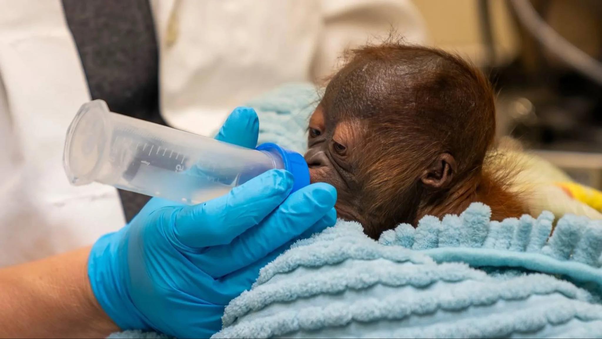 İlk dəfə qeysəriyyə əməliyyatı ilə meymun dünyaya gəldi - FOTO