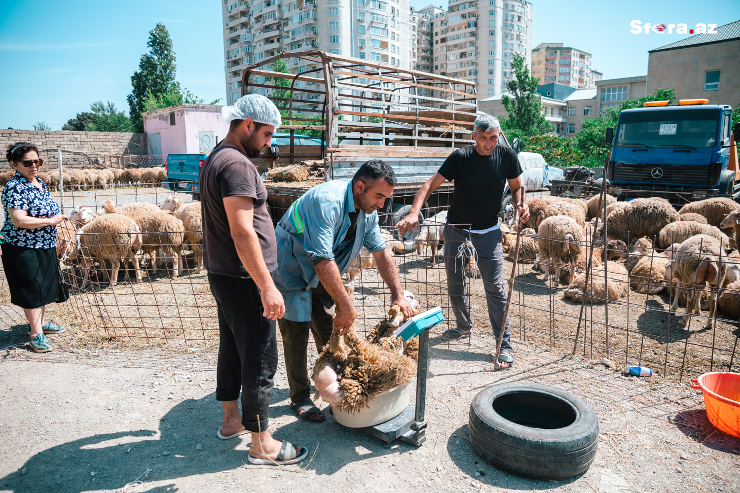 Qurban bayramında heyvan bazarında VƏZİYYƏT: Alıcı və satıcılar nədən şikayətləndi? - REPORTAJ