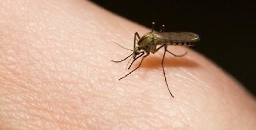 Ağcaqanad dərmanlarının insan orqanizminə ziyanı