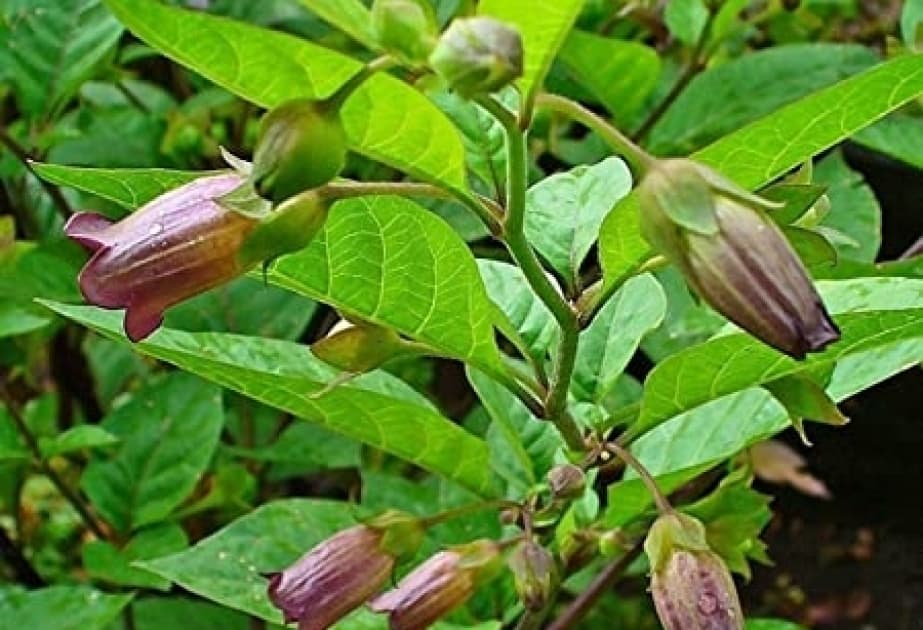 Dünyanın ən ölümcül 5 bitkisi: <span style="color:#ff0000">Bir toxumu belə.. - ADLAR</span>