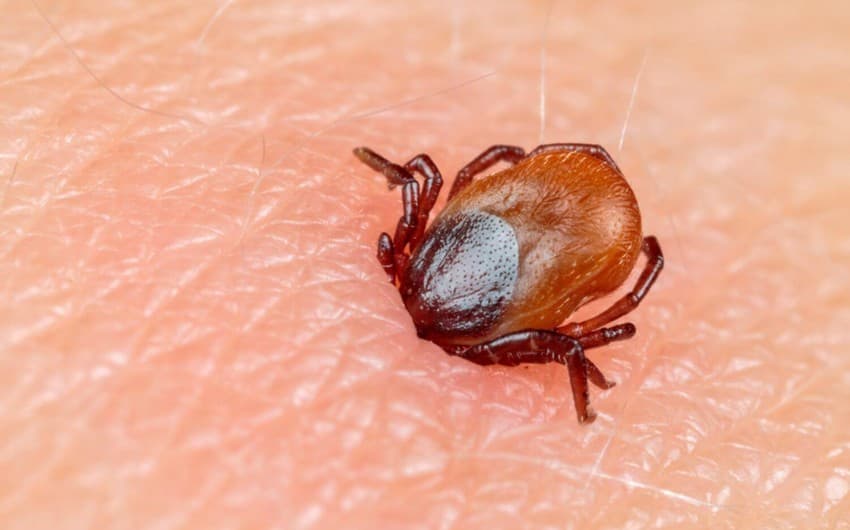 Beyinə təsir edən yeni virus yayılıb - <span style="color:#ff0000">Bu üsulla keçir...</span>