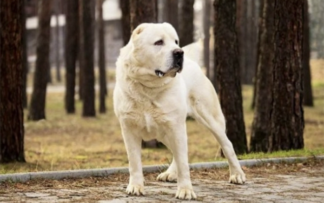 İtlər sahibini parçalayaraq öldürdü - <span style="color:#ff0000"><b>Bakıda FACİƏ</b></span>