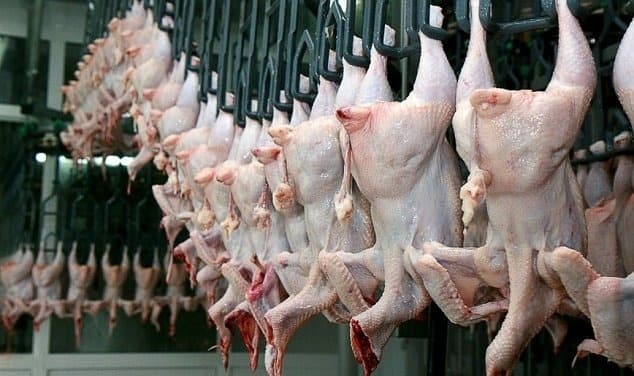 
<span style="color:#ff0000">Ekspertdən SOS! </span>Broyler toyuqlarına vurulan bu antibiotiklər təhlükəlidir
