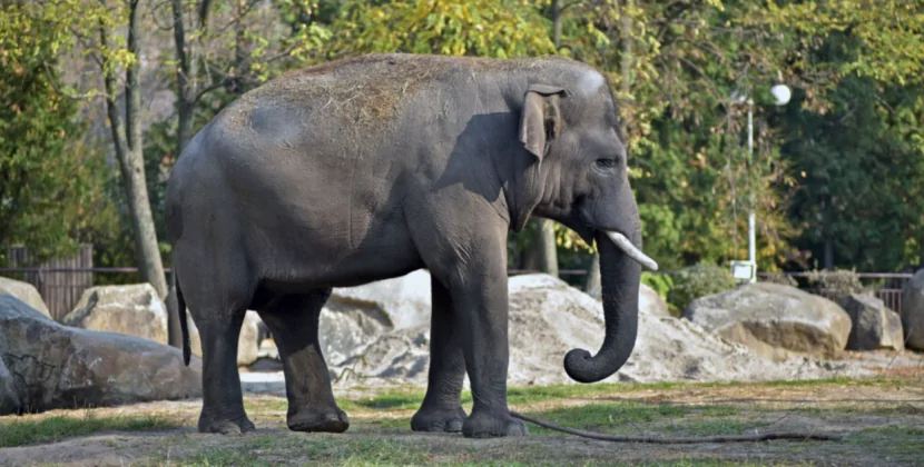 Zooparkdakı heyvanlar zəlzələyə reaksiyaları ilə təəccübləndirdilər - VİDEO