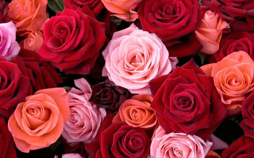 Bakıda bəy sevgilisinə 100.000 ədəd qızıl gül HƏDİYYƏ ETDİ - VİDEO