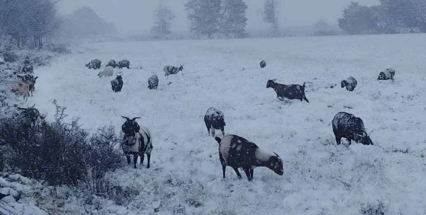 Afrikada gözlənilmədən qar yağıb: Ölənlər var