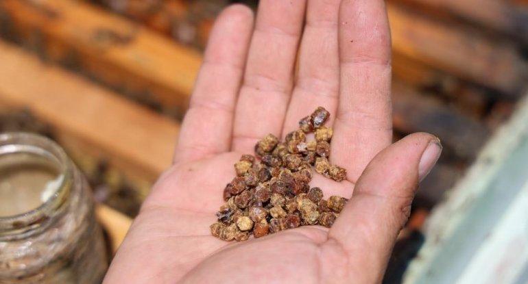 Əvvəllər zibil kimi atılırdı, indi kilosu 100 manata satılır - Xəstəliklərin dərmanıdır