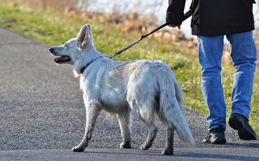 İtlər sizi bu xəstəlikdən xilas edə bilər - Yeni TƏDQİQAT