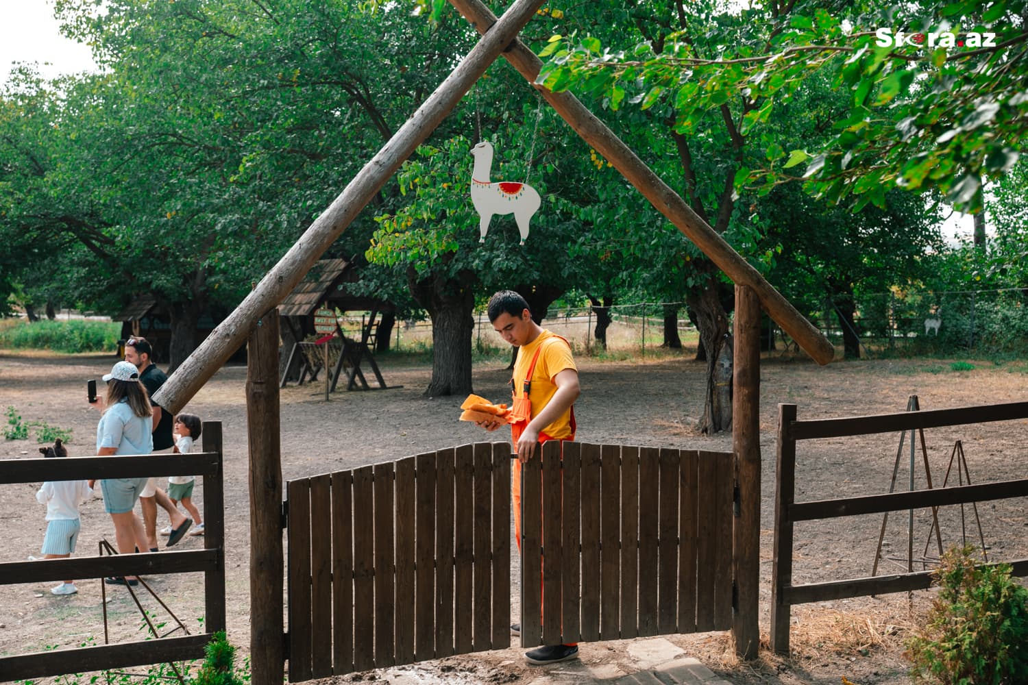 Azərbaycanın ilk &ldquo;Alpaka Ferması&rdquo;nda bir gün - Şamaxıdan <span style="color:#ff0000">REPORTAJ</span>