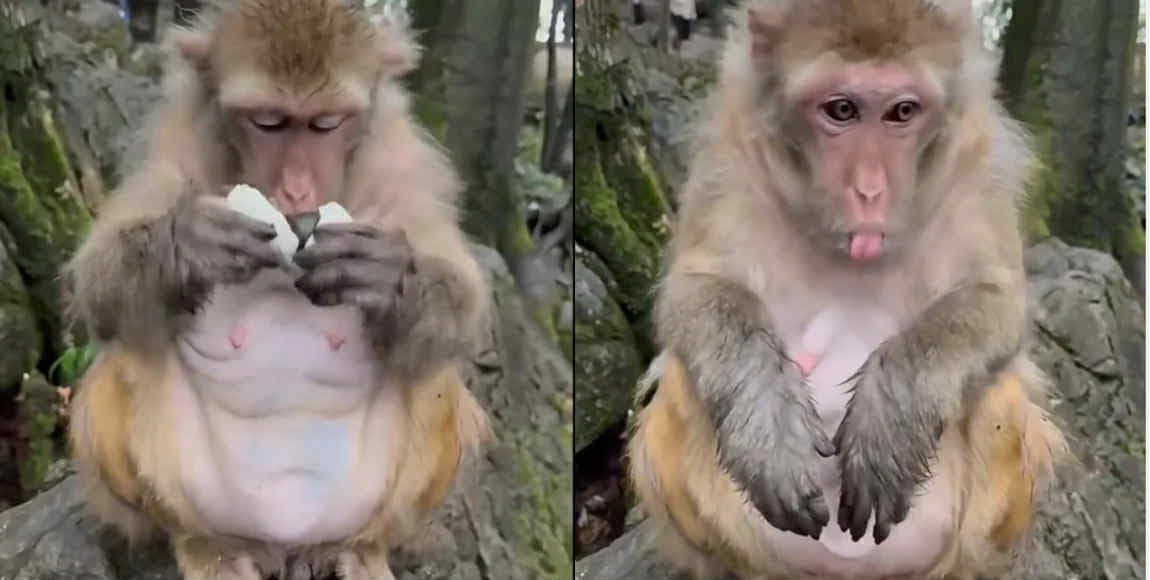 
Çin şirniyyatını bəyənməyən meymunun reaksiyası viral oldu - <span style="color:#ff0000">VİDEO</span>