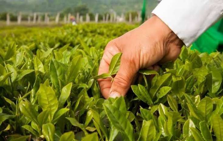 Azərbaycan çay ixracını artırıb