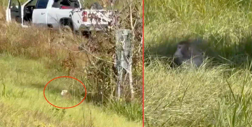 Meymunlar laboratoriyadan qaçdı: Polis virus infeksiyası riski barədə xəbərdarlıq edir - FOTO