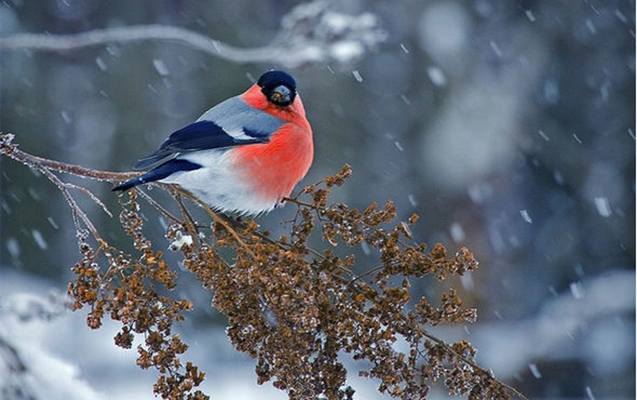 Ölkə ərazisində qar, leysan və güclü külək – Hava şəraiti gərginləşir
