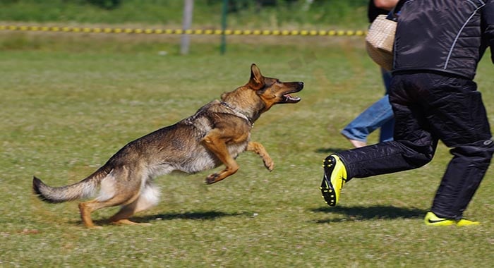 Siyəzəndə məktəbdə it insanlara hücum etdi - VİDEO