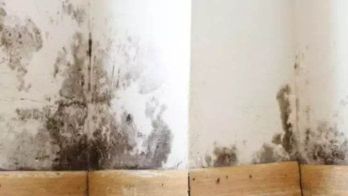 Bu meyvədən otağınıza bir ovuc qoyun - Rütubətdən əsər-əlamət QALMAYACAQ