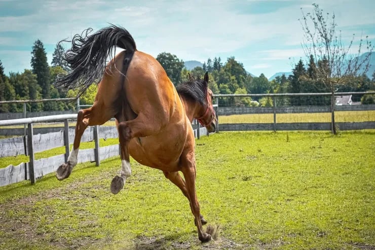 At hamilə qadını öldürdü