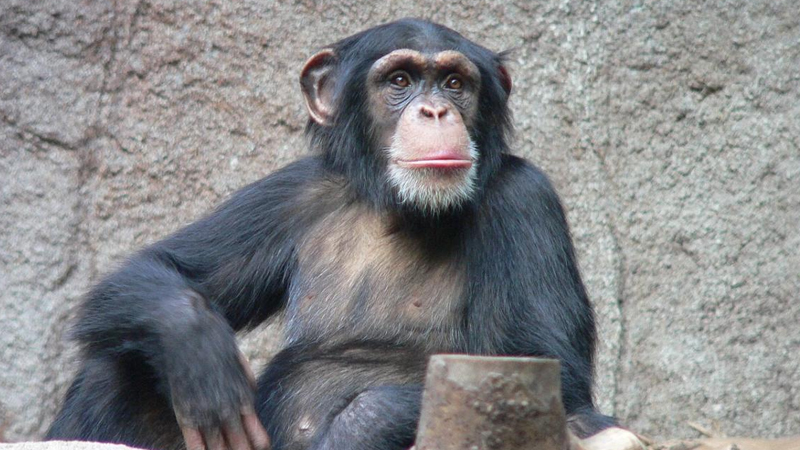 Zooparkı döyüş sahəsinə çevirdi