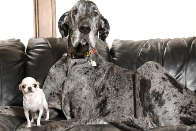 Dünyanın ən hündür və ən alçaq iti bir arada - VİDEO