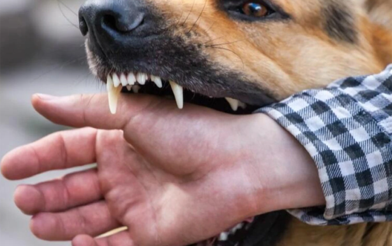 Çoban iti 83 yaşlı kişini parçalayaraq öldürdü