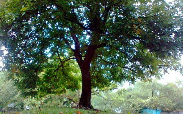 Ağacdan yıxılan kişinin boynu sındı