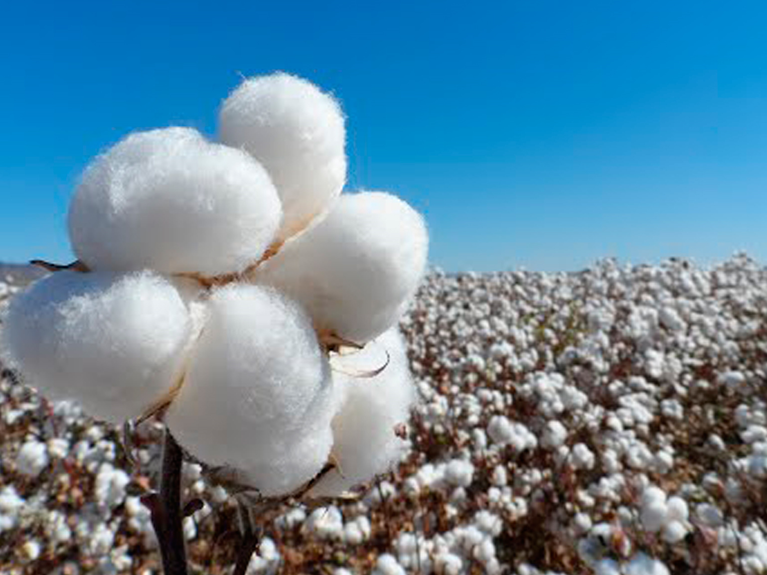 Pambıq bizdən, geyim başqasından – Niyə belədir?