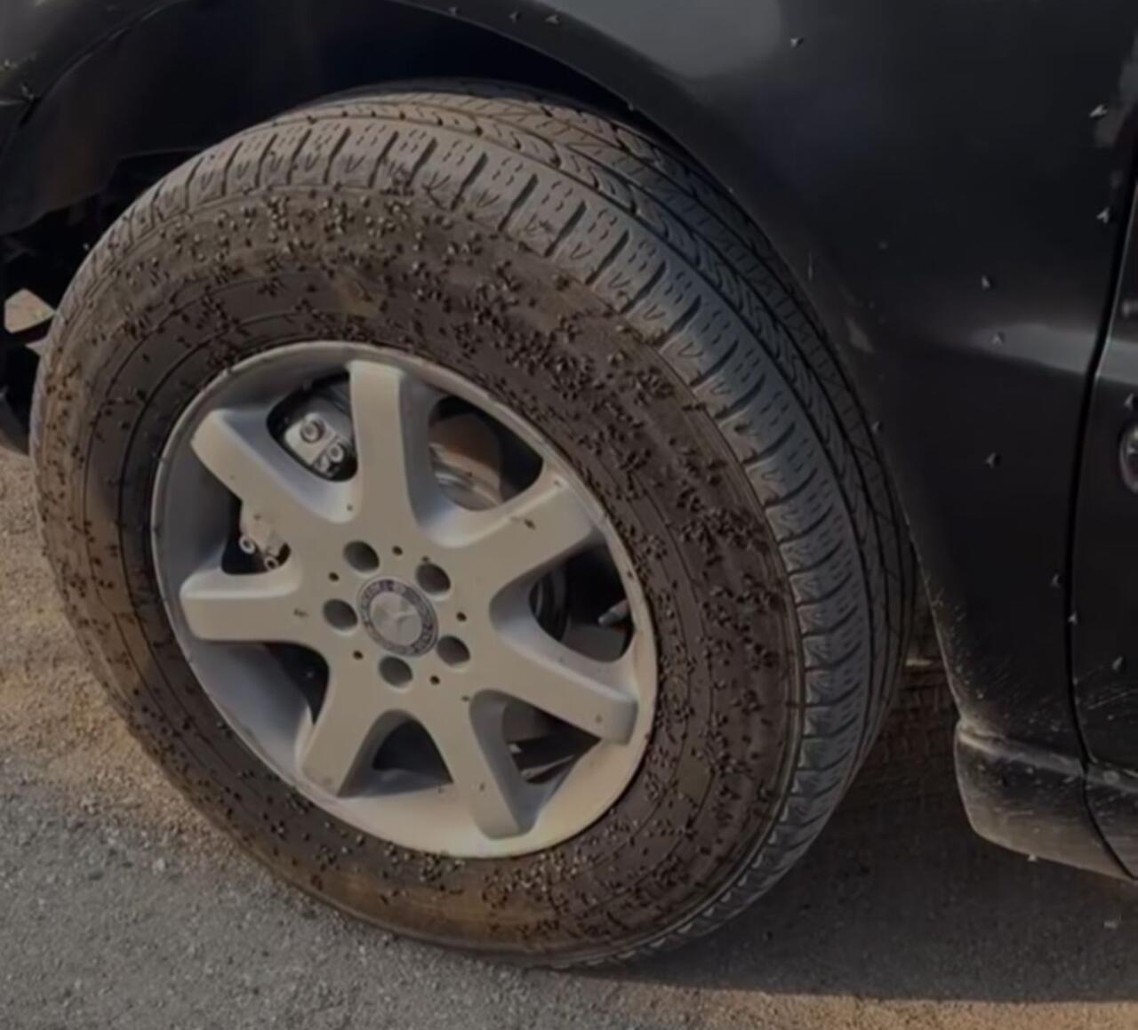 Bakıda "Milçək yağışı" - VİDEO