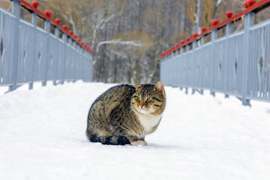 Rusiya qara TƏSLİM OLDU