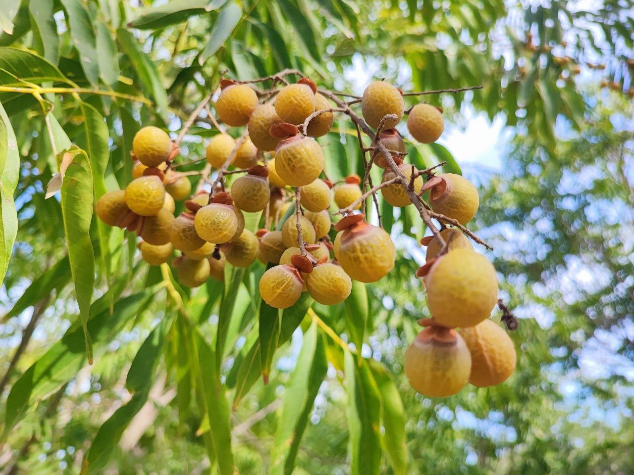 Həm meyvədir, həm yuyucu vasitə