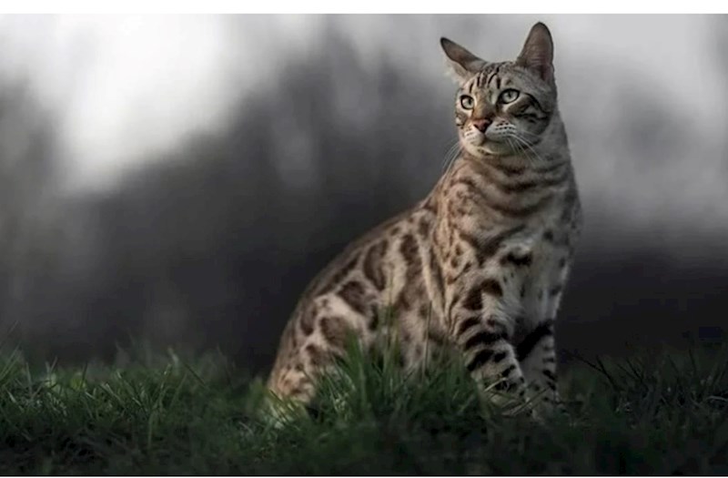 Bu ölkə 2,5 milyon pişiyi məhv edəcək