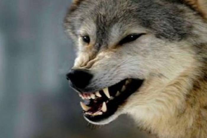 Kürdəmirdə canavarlar kəndə hücum edib