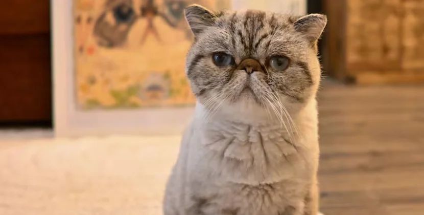 Yaxın rəfiqələr pişiyə görə məhkəməlik oldu