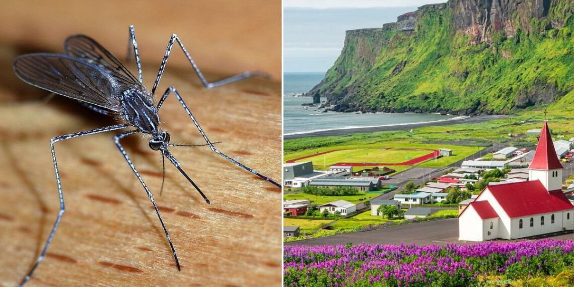 Dünyada yalnız bu ölkədə ağcaqanad yoxdur