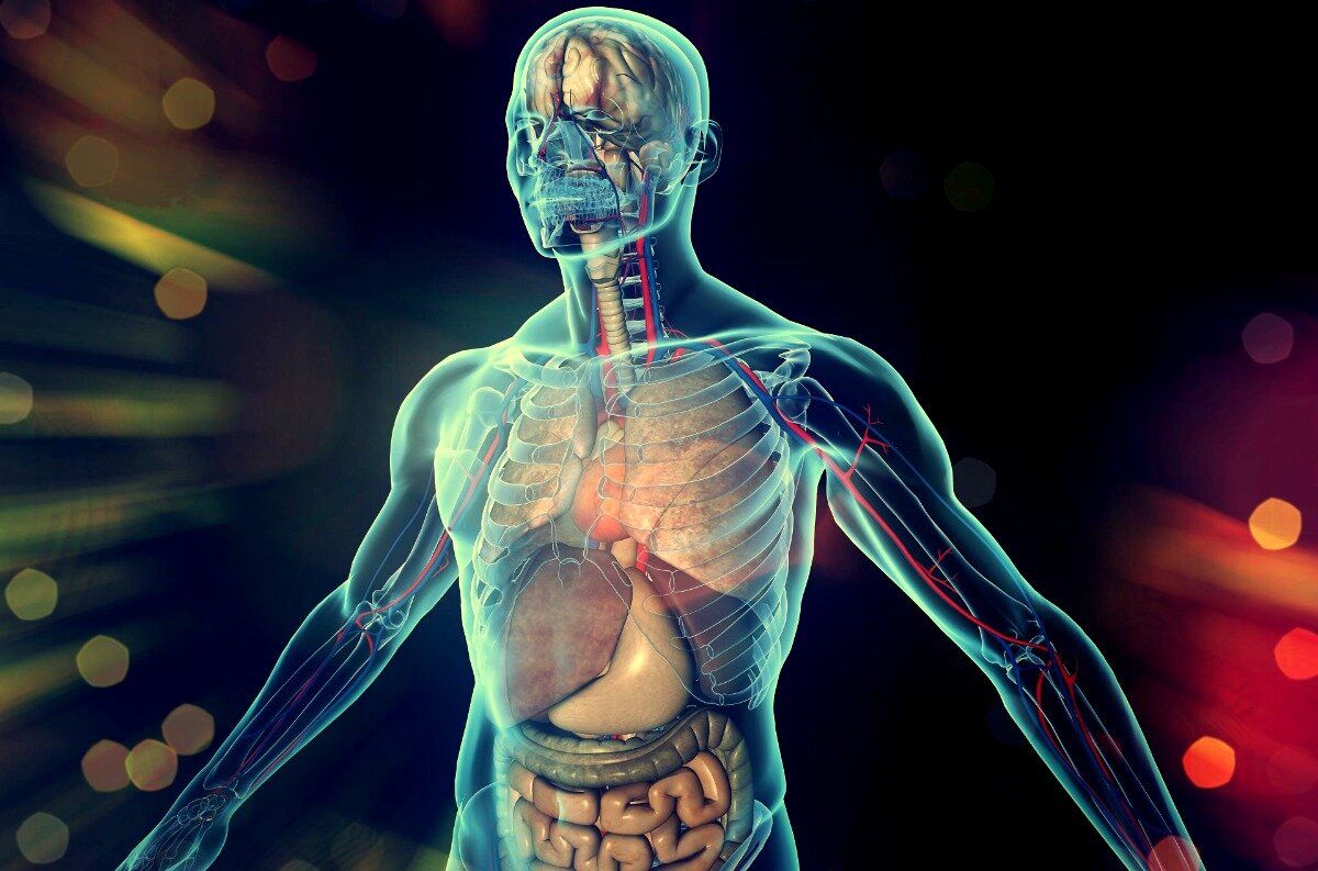 Bədənin ən yağlı orqanı bu imiş...