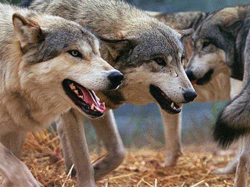 Kürdəmir yenidən canavarların hədəfi oldu