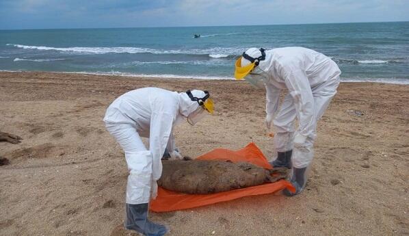 Xəzər sahilində 320-dən çox suiti cəsədi tapıldı