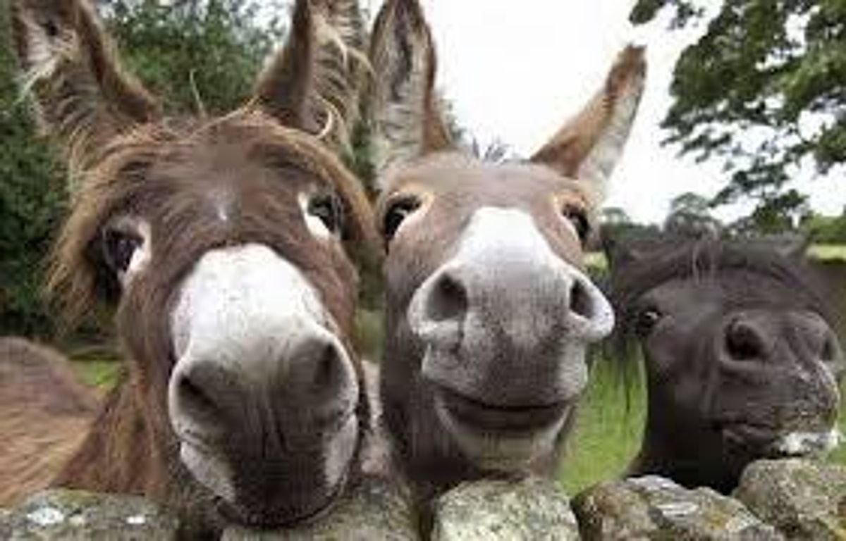 Gözəllik sənayesinin qurbanı: Eşşəklər məhv olur