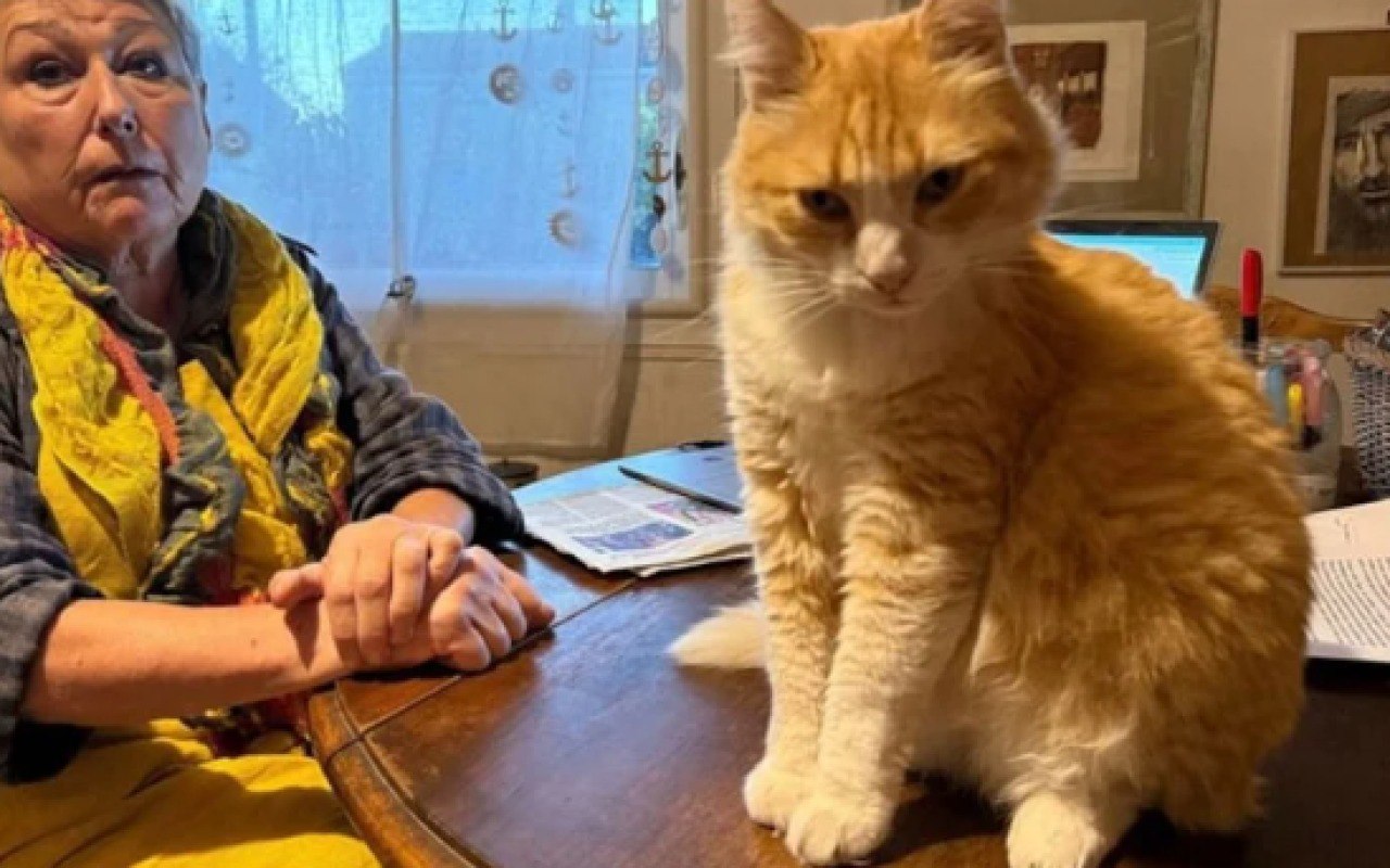 Qonşular arasında mübahisə düşdü - Pişik HƏBS EDİLDİ