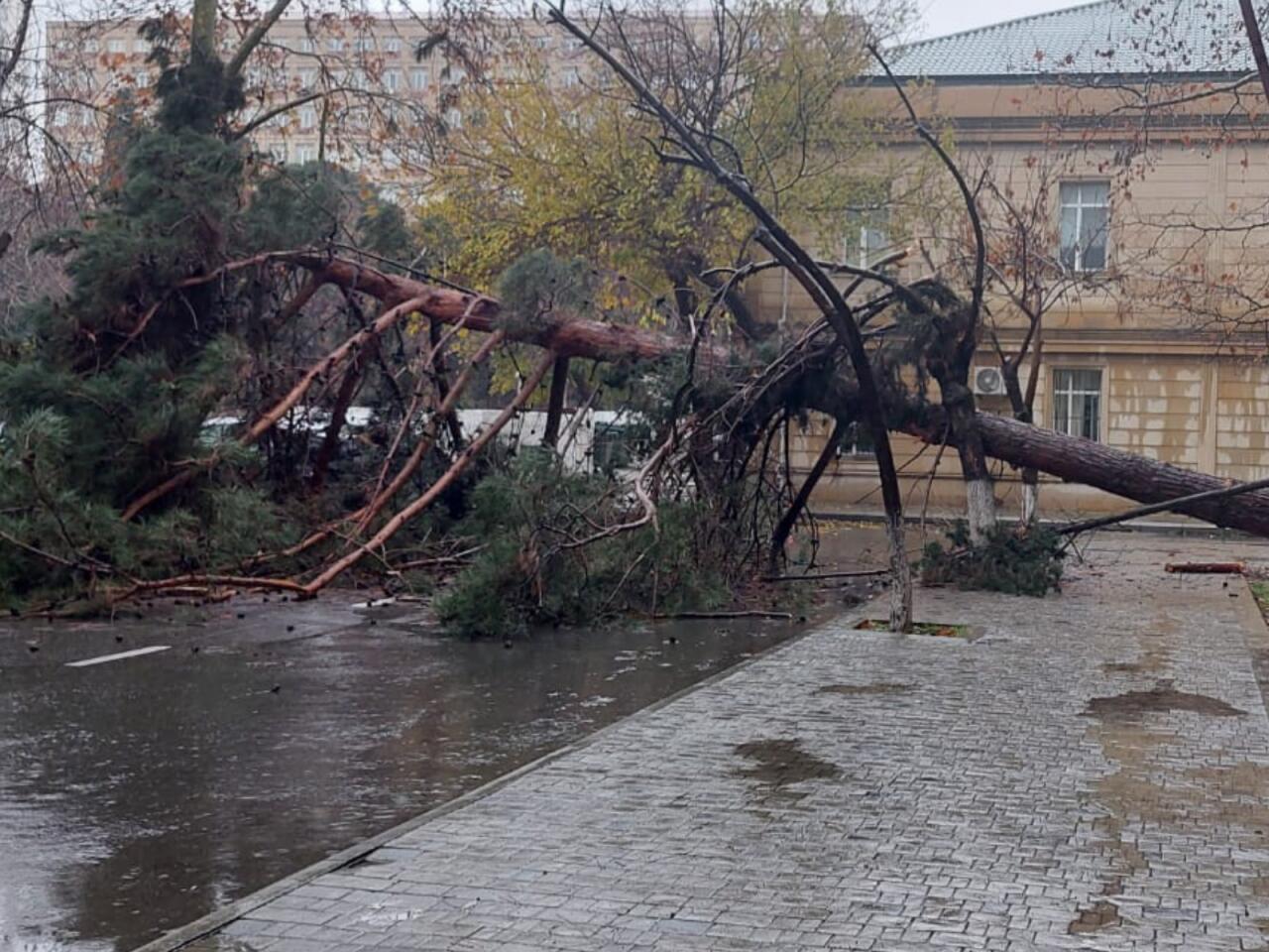Bakının mərkəzində ağac qəfil aşdı, yol bağlandı - VİDEO