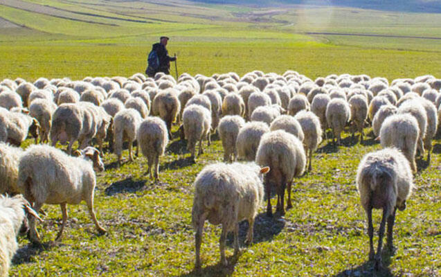 Qoyun otararkən özünü güllələdi