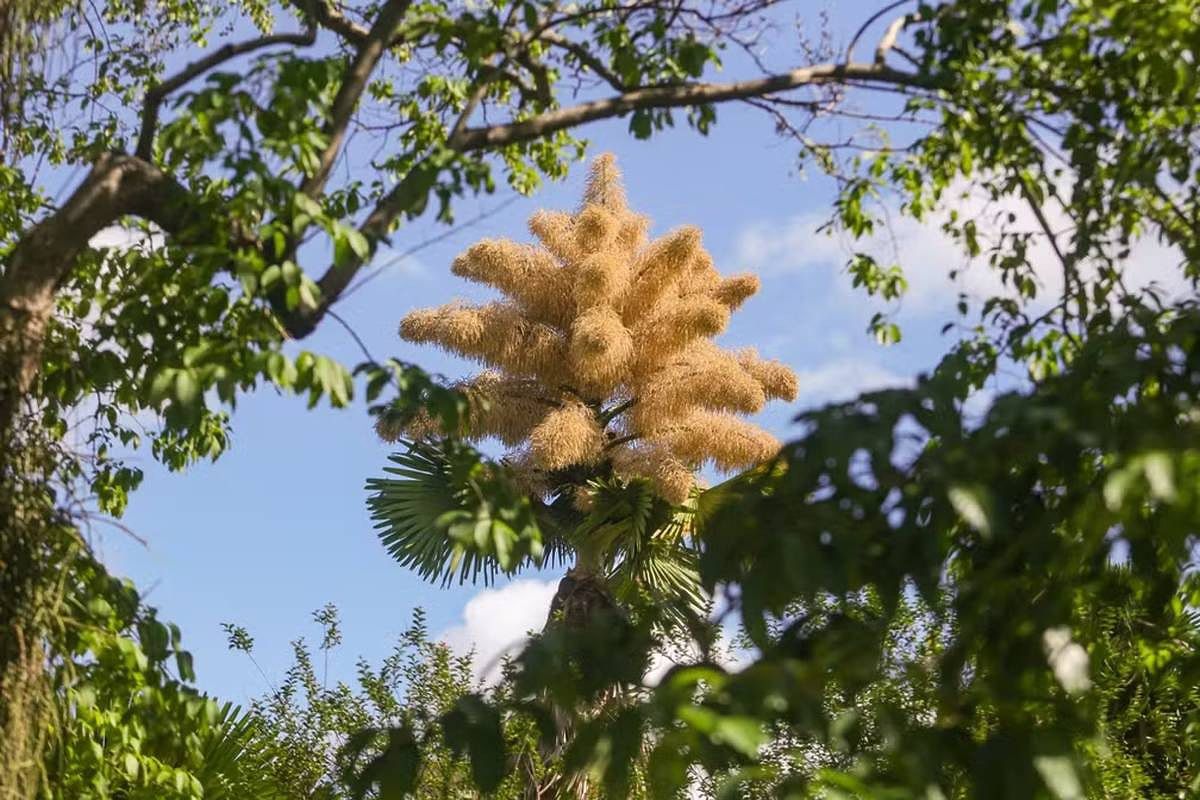 Bu ağaclar 80 ildən bir ilk və son dəfə çiçək açır