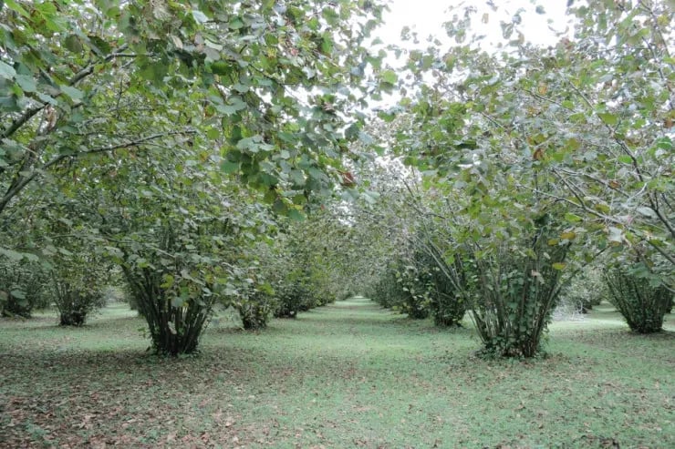 Zaqatalada kişi fındıq üstündə qardaşı arvadını dırmıqla yaraladı